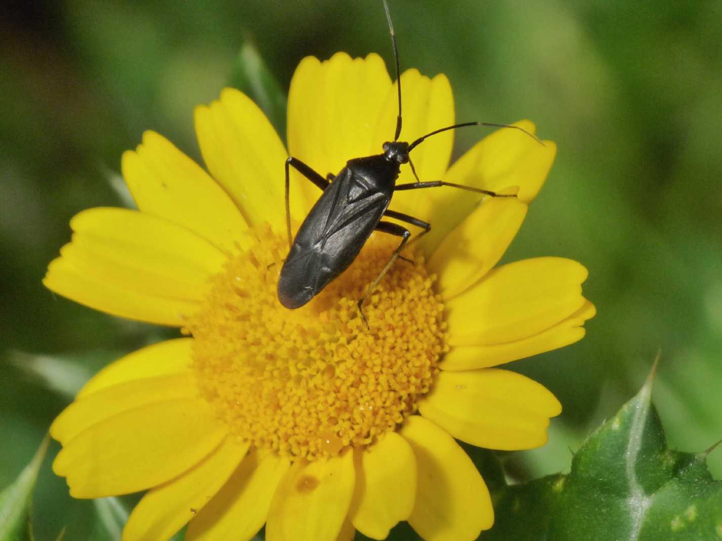 Miridae: Calocoris nemoralis f. picea del Lazio (Rm)